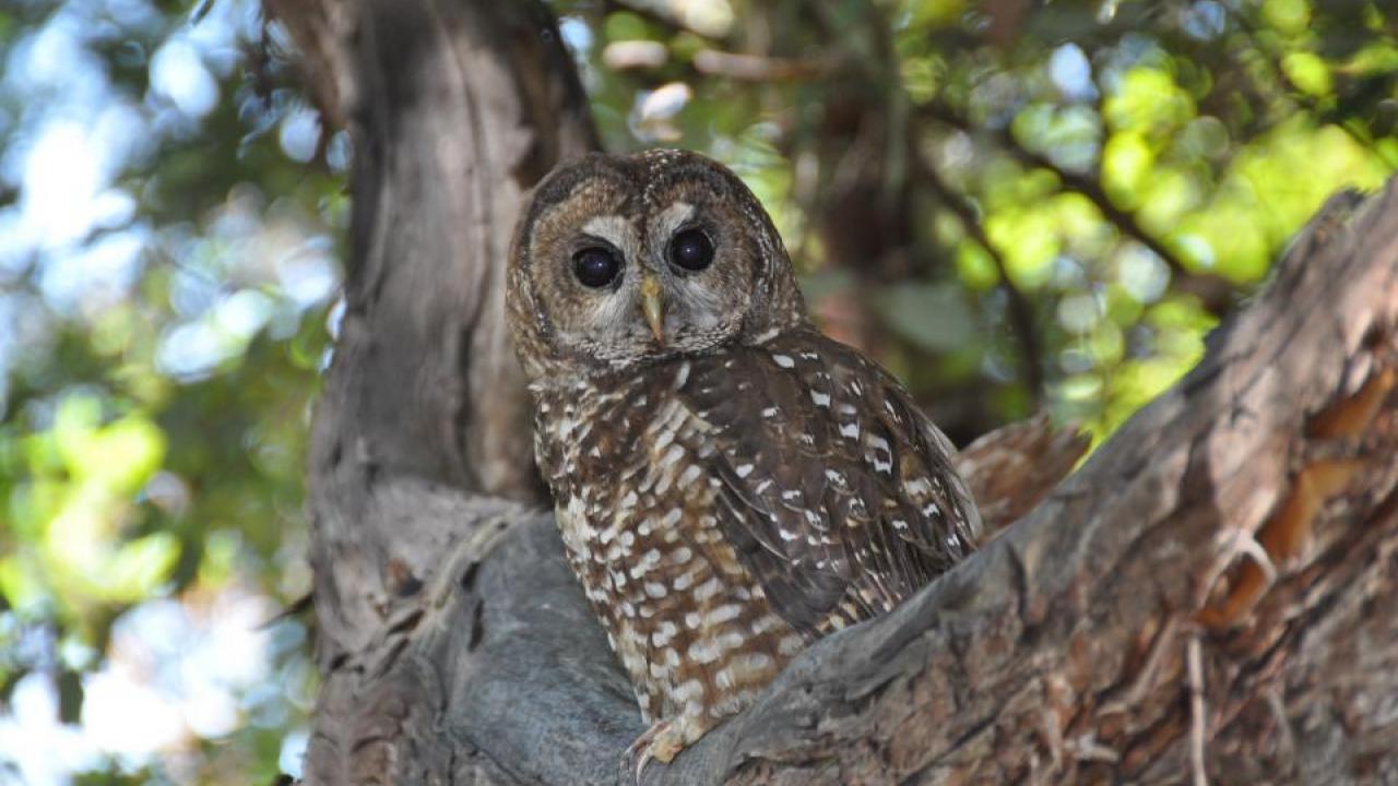 Marijuana Farms Expose Spotted Owls to Rat Poison in Northwest California 