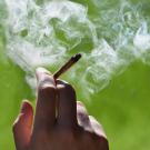 Study finds marijuana not "safer" than alcohol