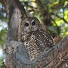 Marijuana Farms Expose Spotted Owls to Rat Poison in Northwest California 
